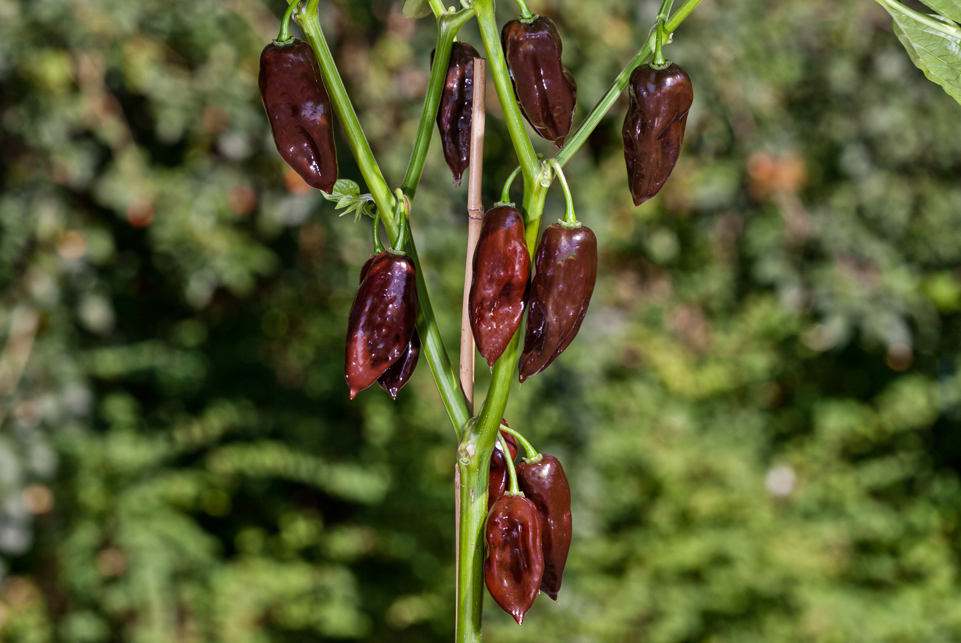 Diablo Grande - Capsicum sp. - Chilisorte