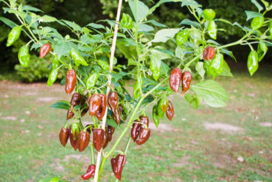 CAP 1099 - Capsicum sp.