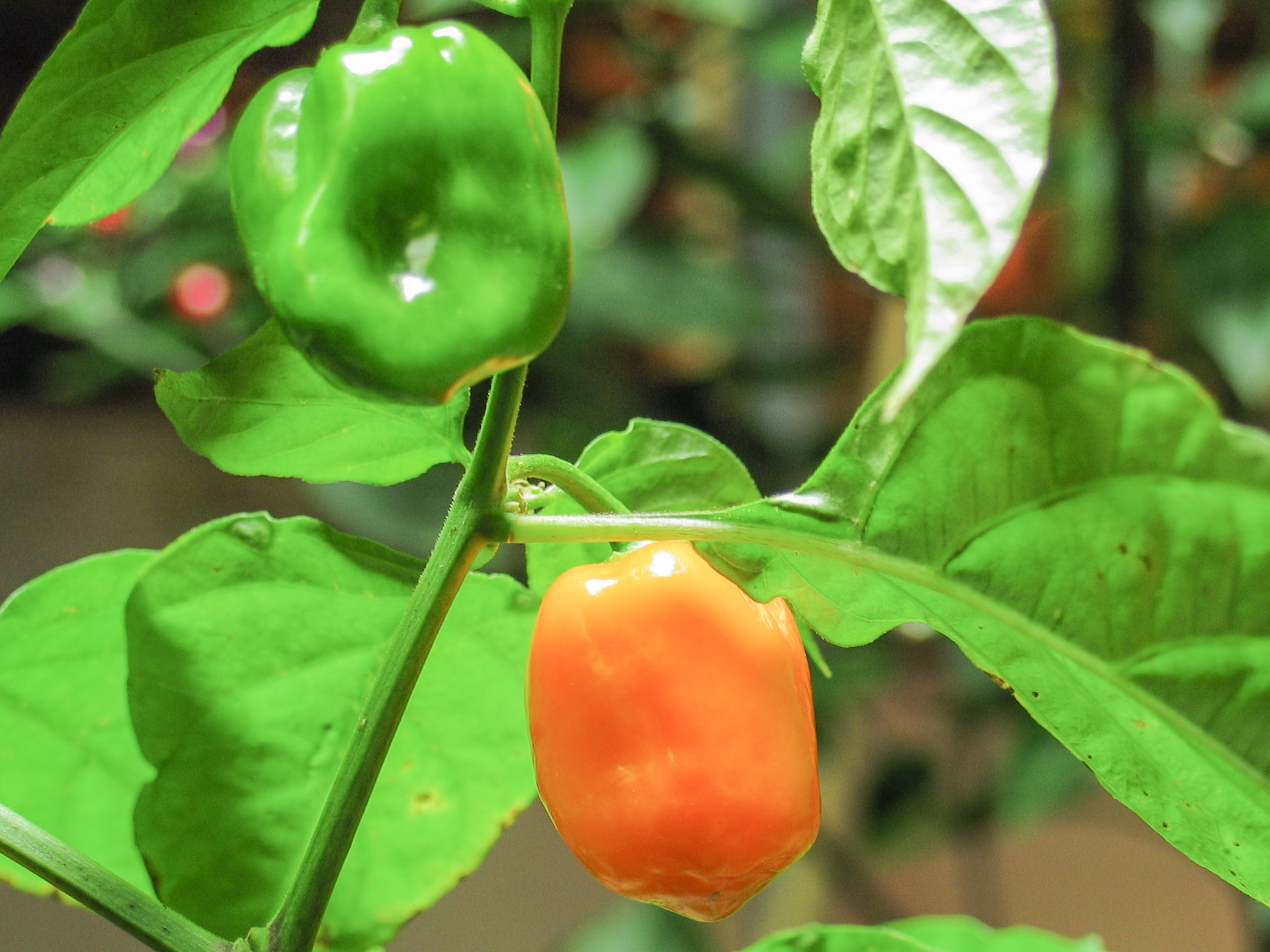 Ají Chile - Capsicum frutescens - Chilisorte
