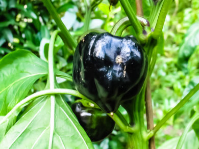 Local - Capsicum annuum - variedad de chile