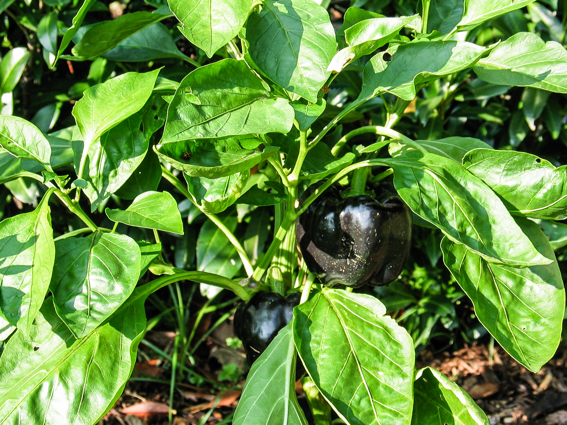Ají Fresco - Capsicum frutescens - Chilisorte