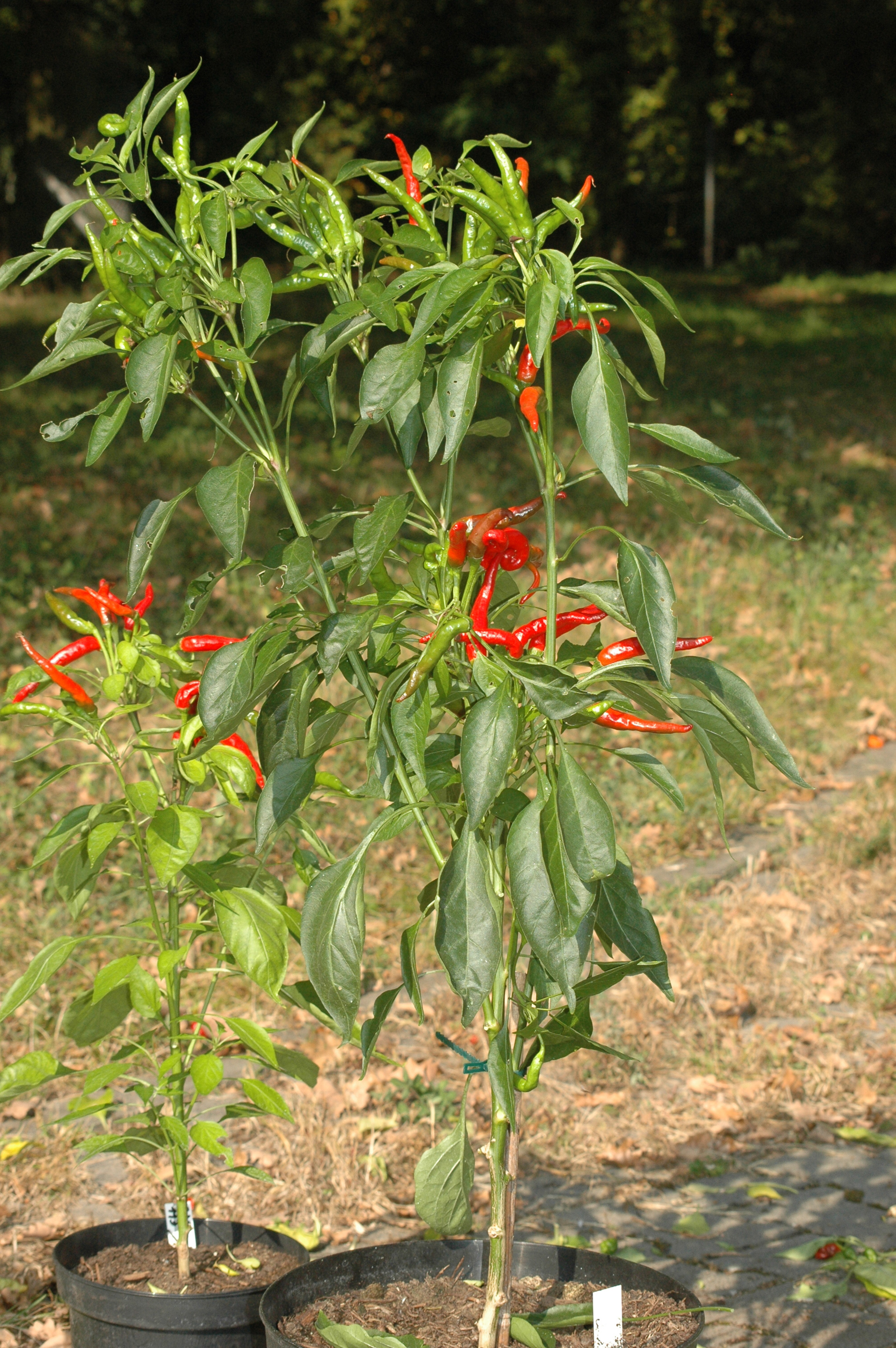 Cayenne pepper - Capsicum frutescens - Chilisorte