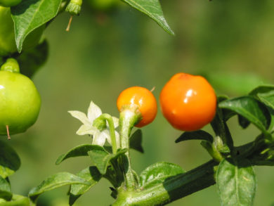 Mirch - Capsicum annuum - variedad de chile