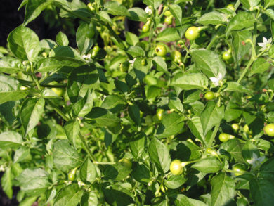 Nagykállói Tf - Capsicum annuum - variedad de chile
