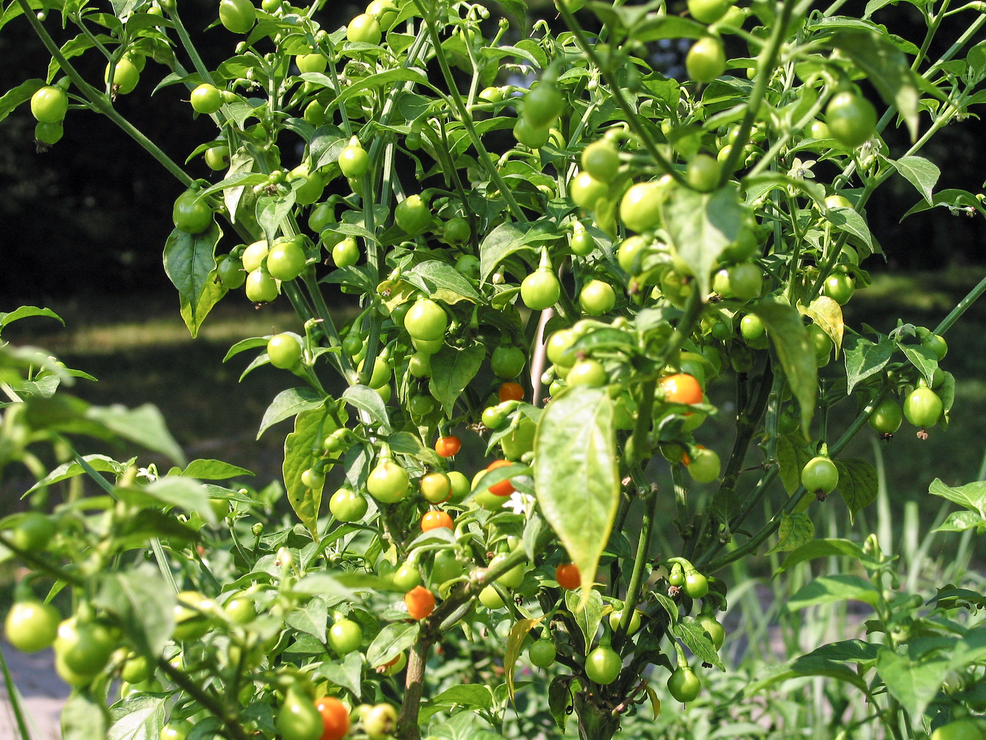 Datil - Capsicum chinense - Chilisorte