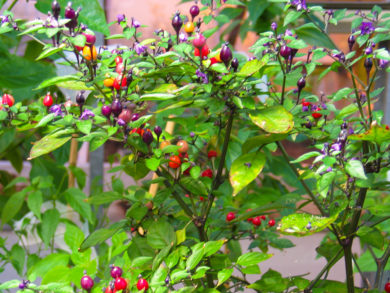 Local - Capsicum annuum - variedad de chile