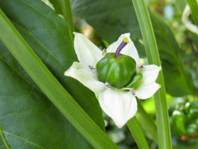 Manesru - Capsicum annuum - variedad de chile