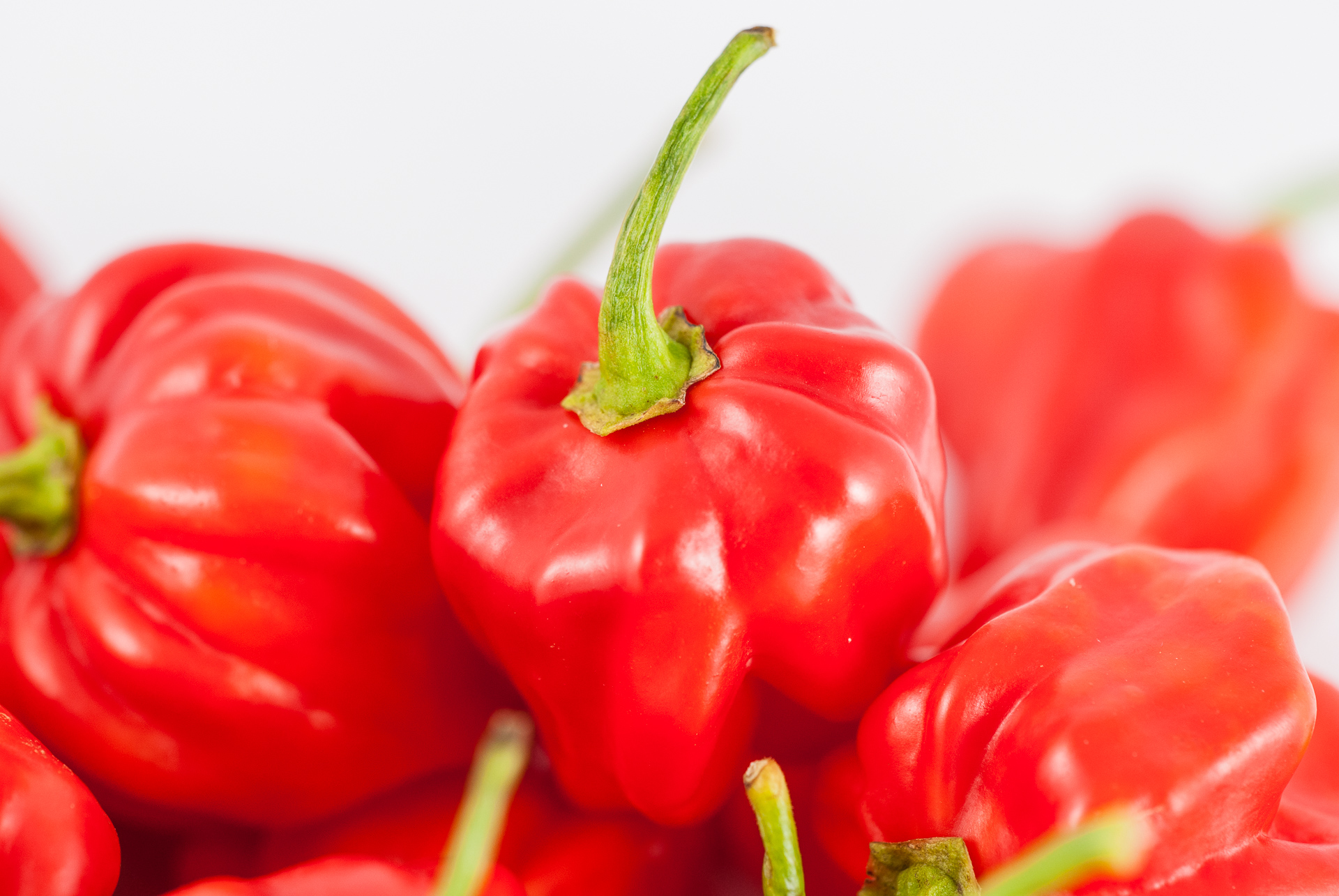 Habanero Rojo - Capsicum chinense - Chilisorte