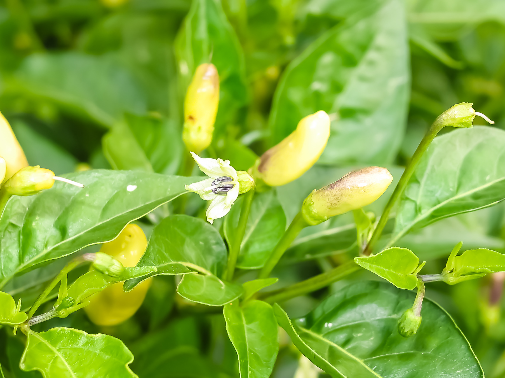 Ru 72-173 - Capsicum frutescens - Chilisorte