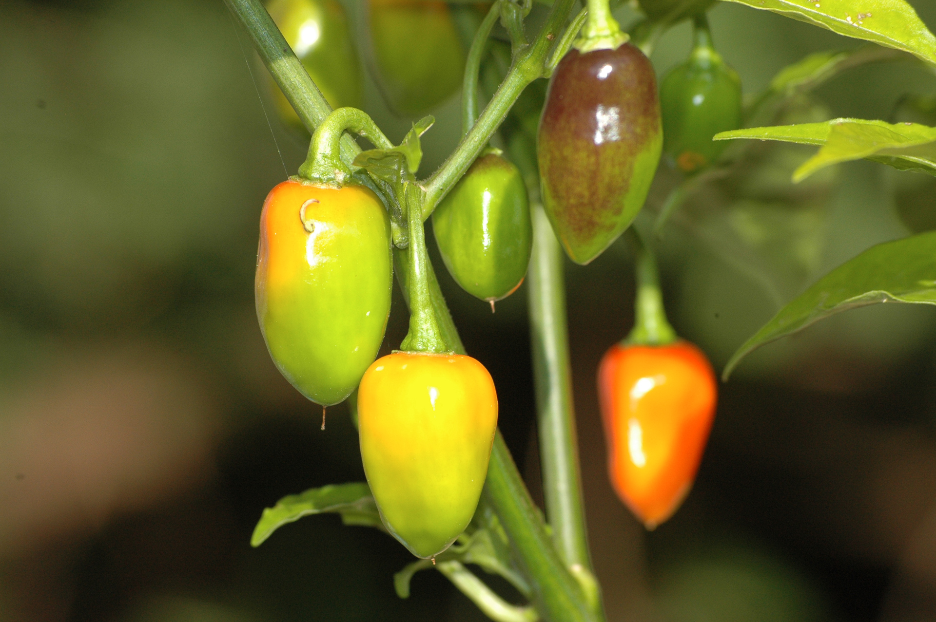 Bgh 1732 - Capsicum frutescens - Chilisorte