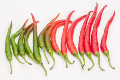 Milord - Capsicum annuum - variedad de chile