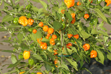 Korai Paradicsomalak - Capsicum annuum - variedad de chile