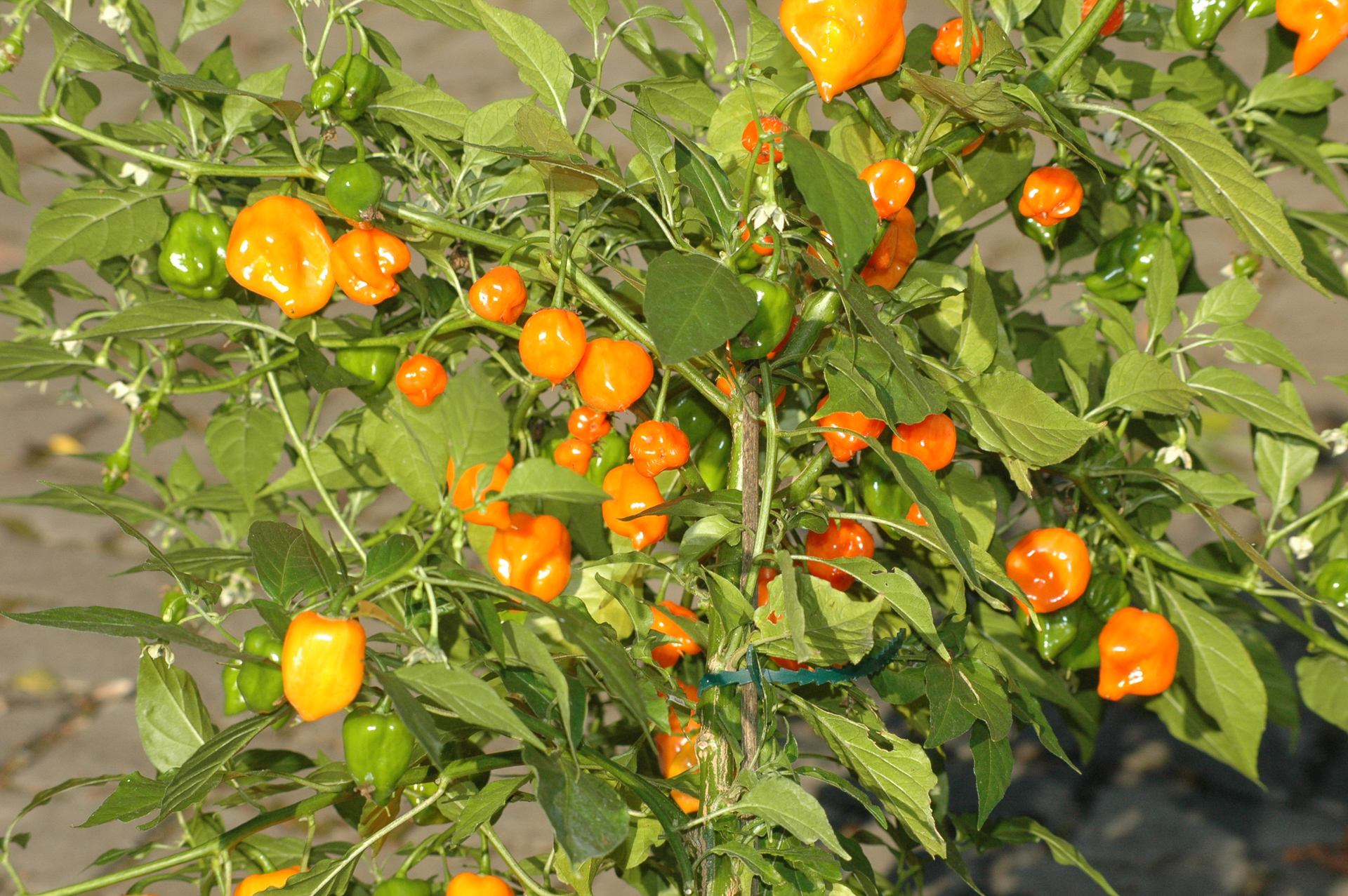 Grif 9311 - Capsicum frutescens - Chilisorte