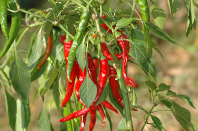 Numex 6-4 - Capsicum annuum - variedad de chile