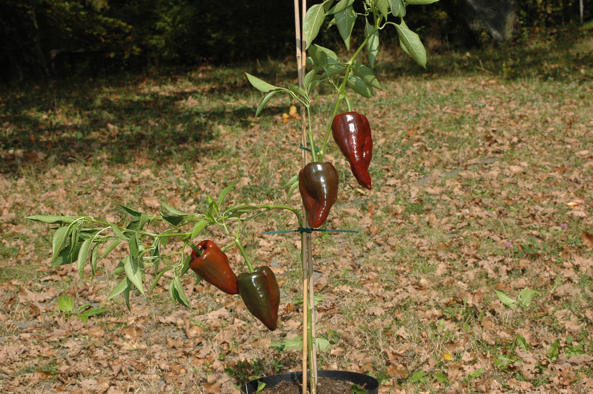 Mirch - Capsicum annuum - variedad de chile