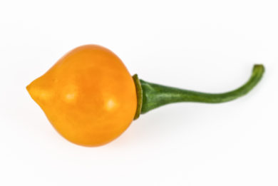 Nezhnost - Capsicum annuum - variedad de chile