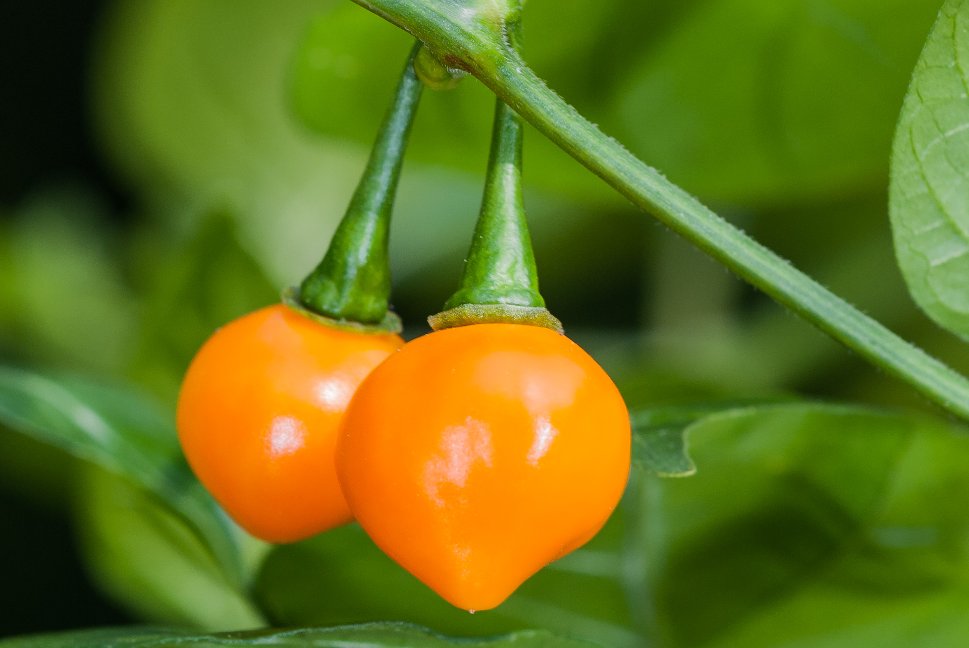 Phrik - Capsicum frutescens - Chilisorte