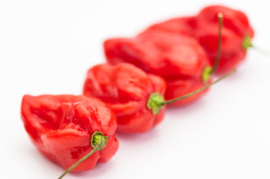 Pebre Tap de Cortir - Capsicum annuum