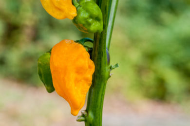 Lueng 7 - Capsicum annuum - variedad de chile