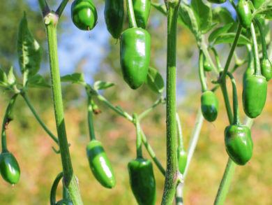 Local - Capsicum annuum - variedad de chile