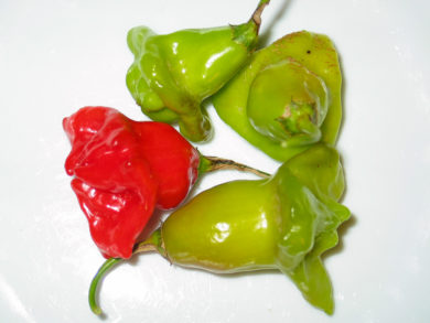 Numex Garnet - Capsicum annuum - variedad de chile