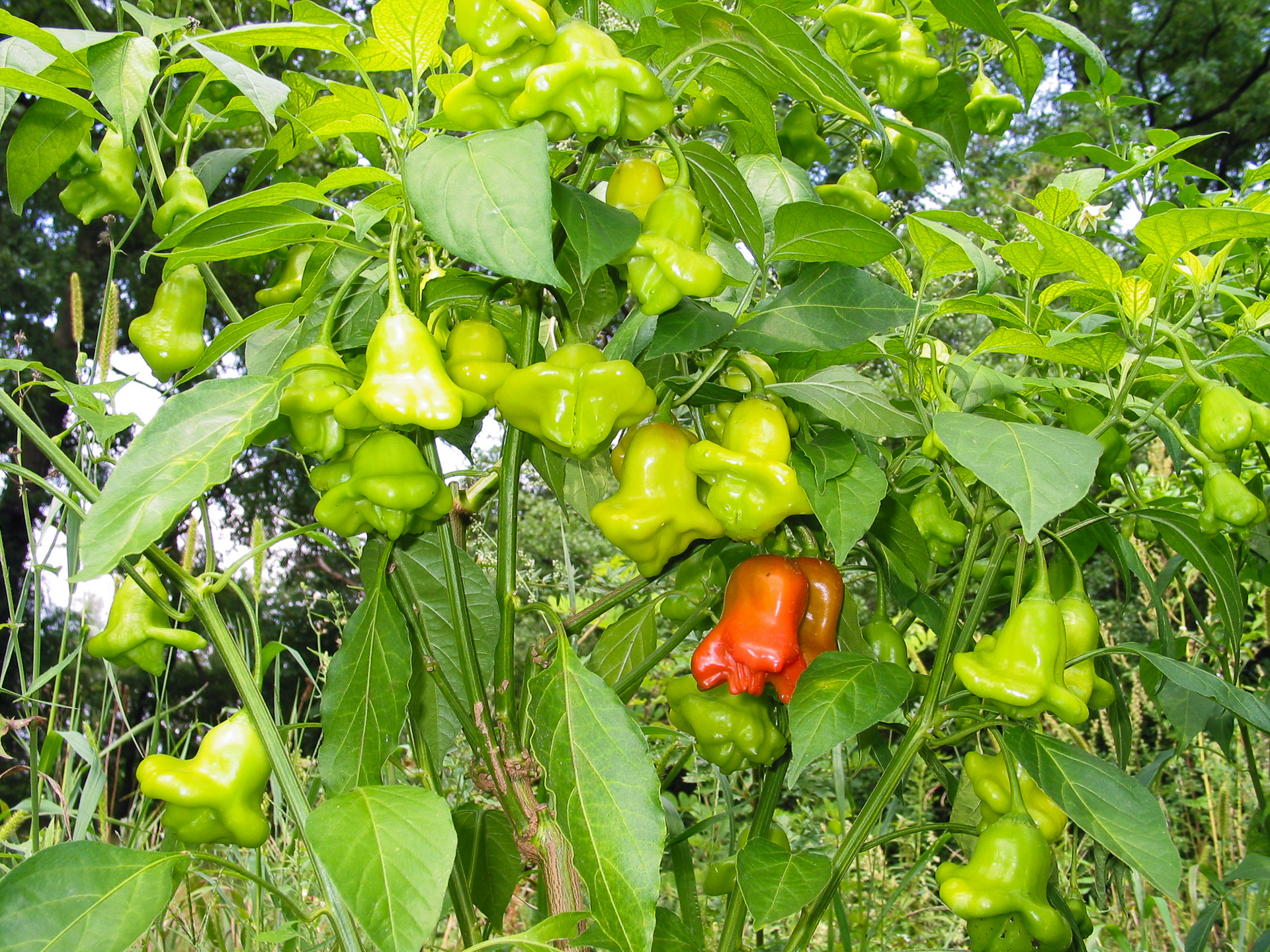 Hodoninska Sladka - Capsicum sp. - Chilisorte