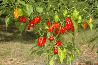 VI028822 - Capsicum baccatum