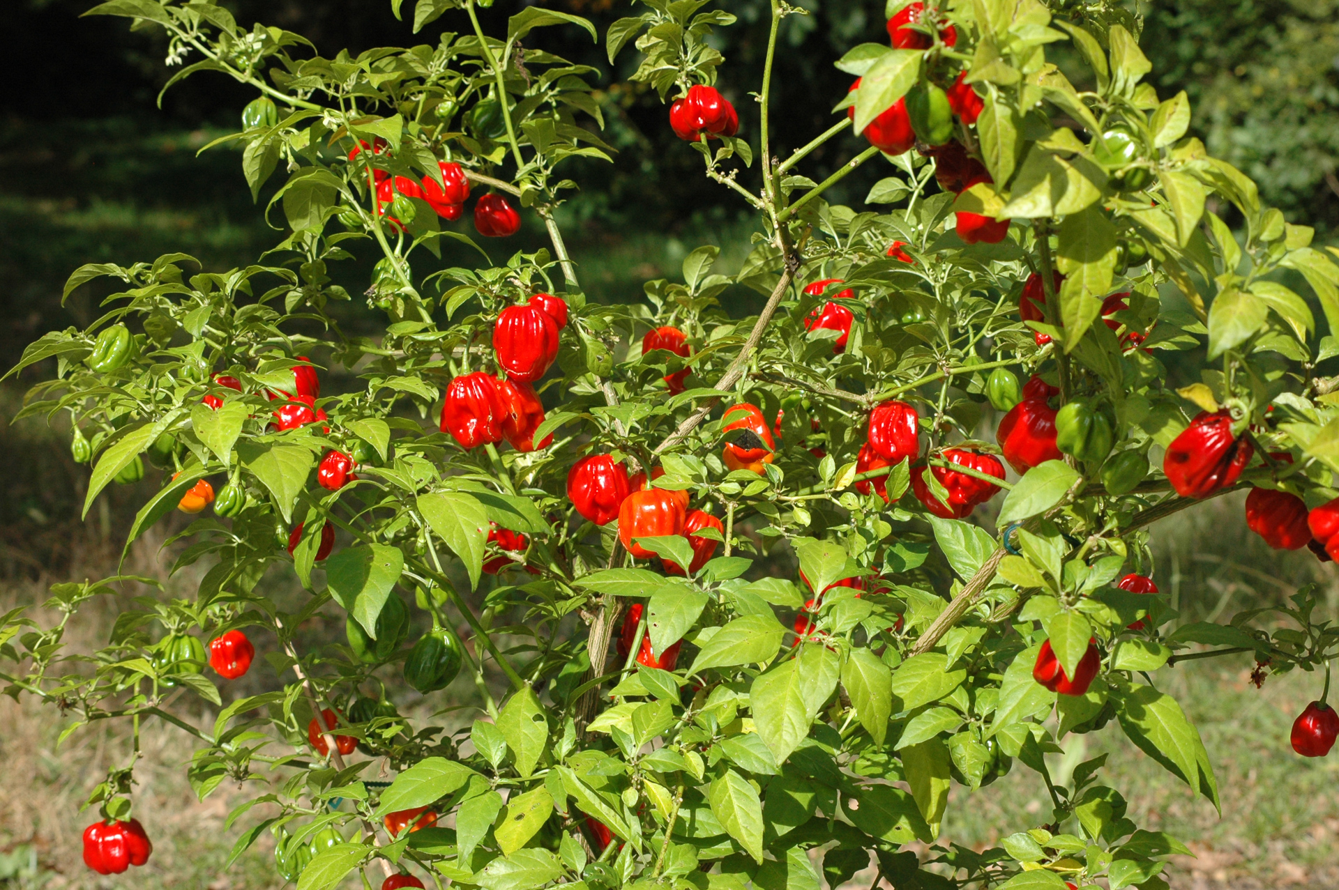 Khar'Kovskii - Capsicum annuum - variedad de chile