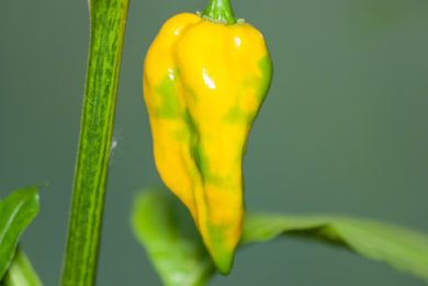 Mirch - Capsicum annuum - variedad de chile