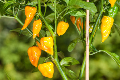Mil Yang Jae Lae - Capsicum annuum - variedad de chile