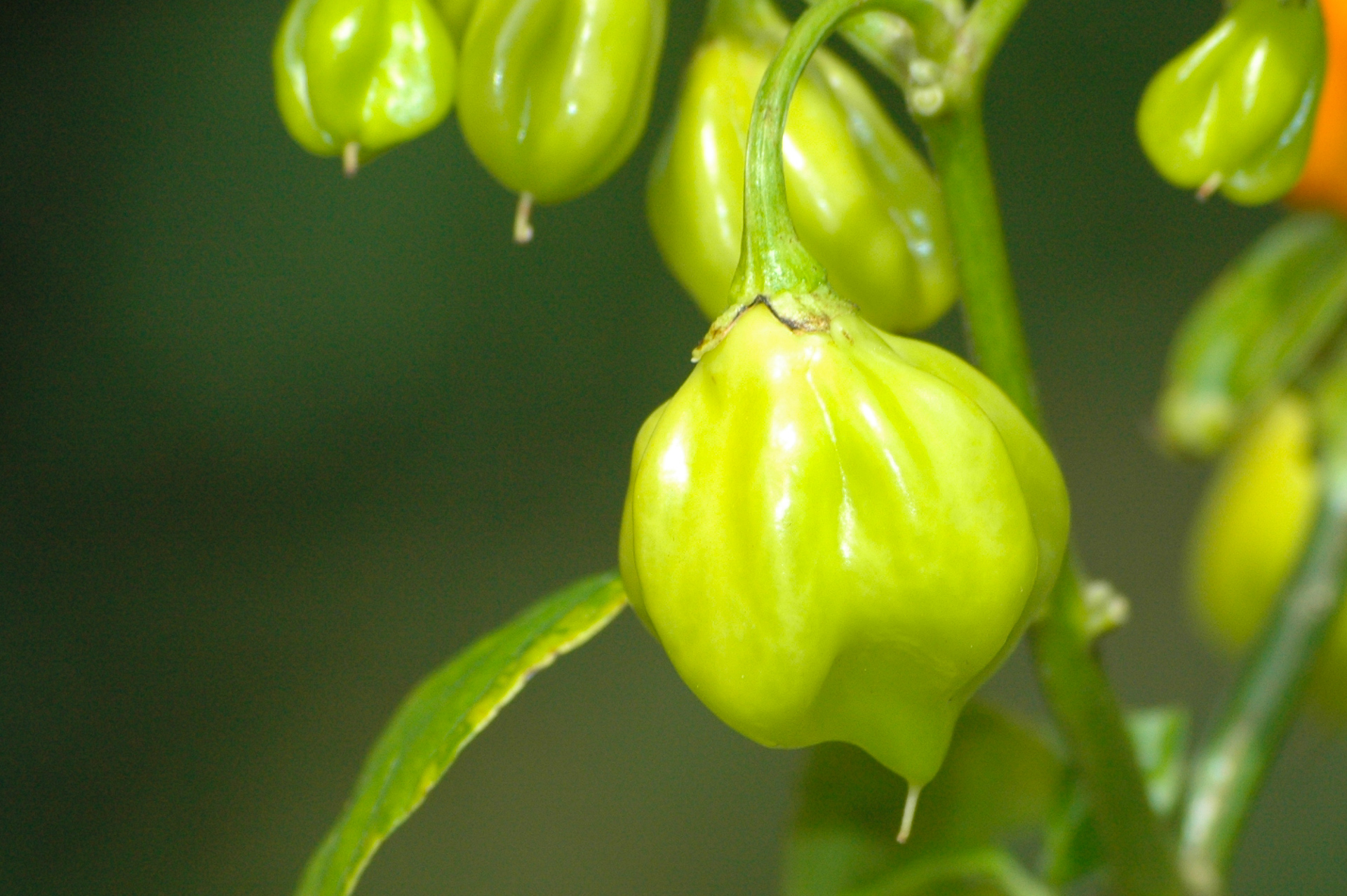 Chile - Capsicum frutescens - Chilisorte