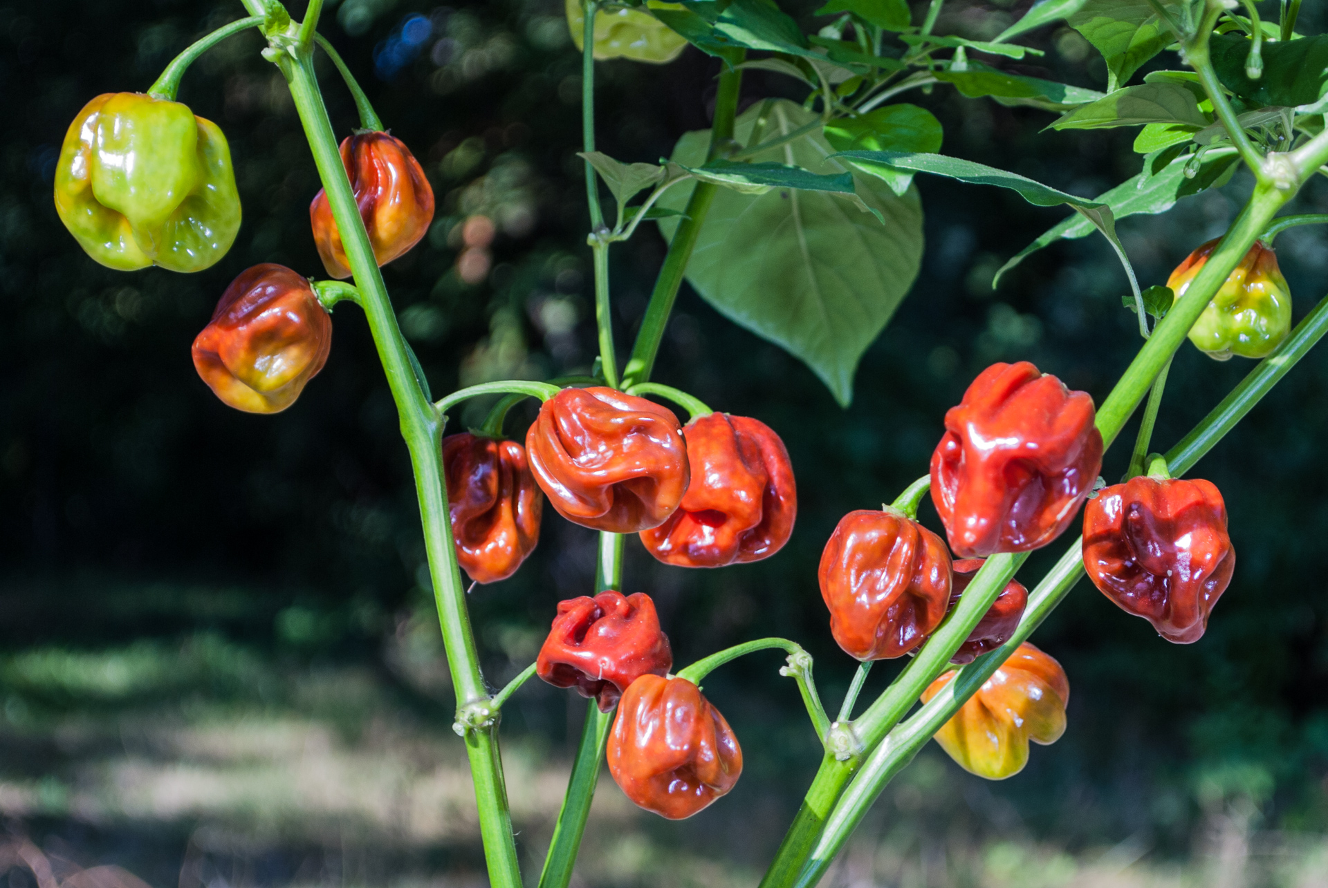 Paprika Hot - Capsicum sp. - Chilisorte