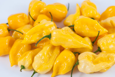 Mittelgrosser Grunfrüchtiger - Capsicum annuum - variedad de chile