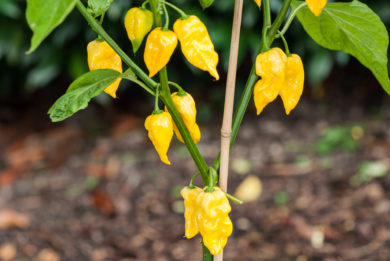 Mérki Tf - Capsicum annuum - variedad de chile
