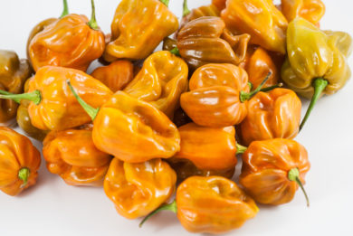 Local - Capsicum annuum - variedad de chile