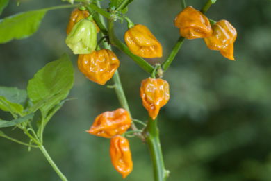 Numex Sunrise - Capsicum annuum - variedad de chile