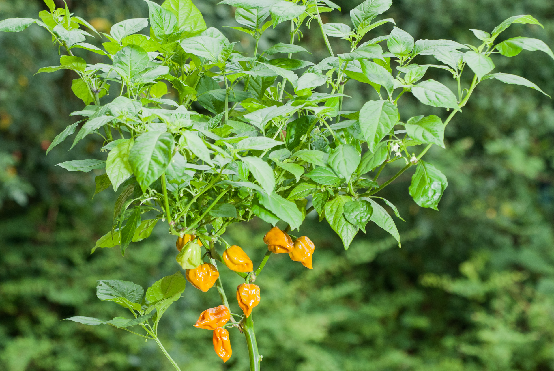 Habanero No 20 - Capsicum chinense - Chilisorte
