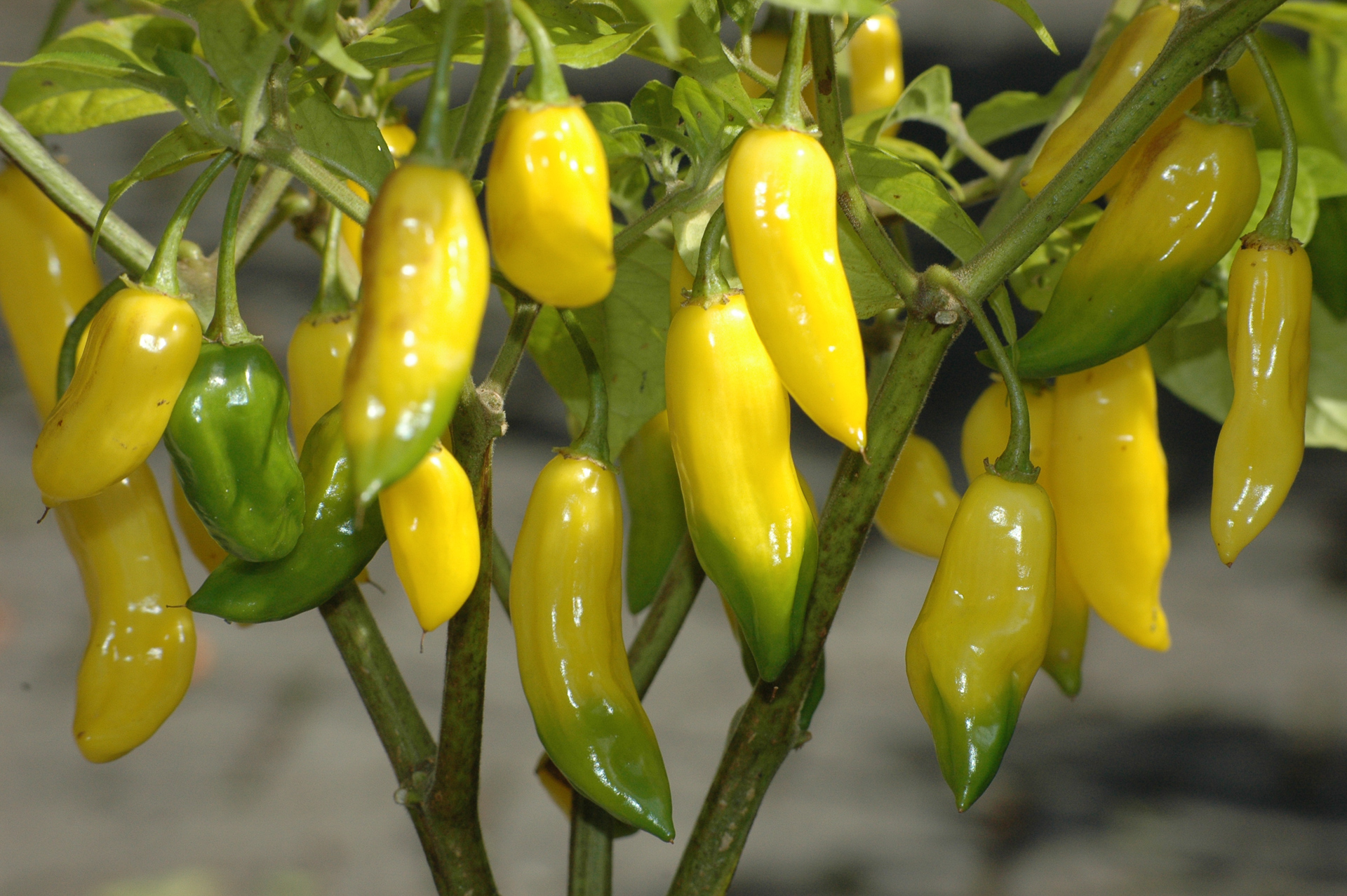 Qing Pi Jiao - Capsicum frutescens - Chilisorte