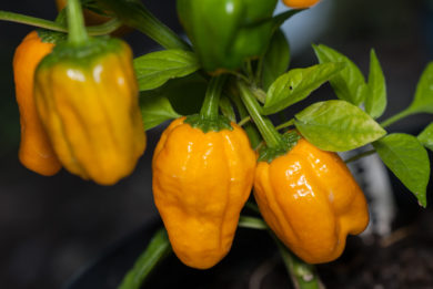 Albar - Capsicum annuum - variedad de chile