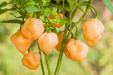 Murad - Capsicum annuum - variedad de chile