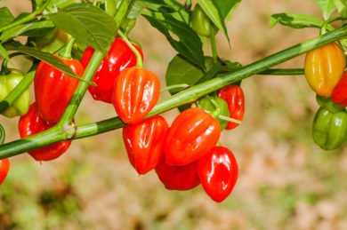 Ljut Dolg - Capsicum annuum - variedad de chile
