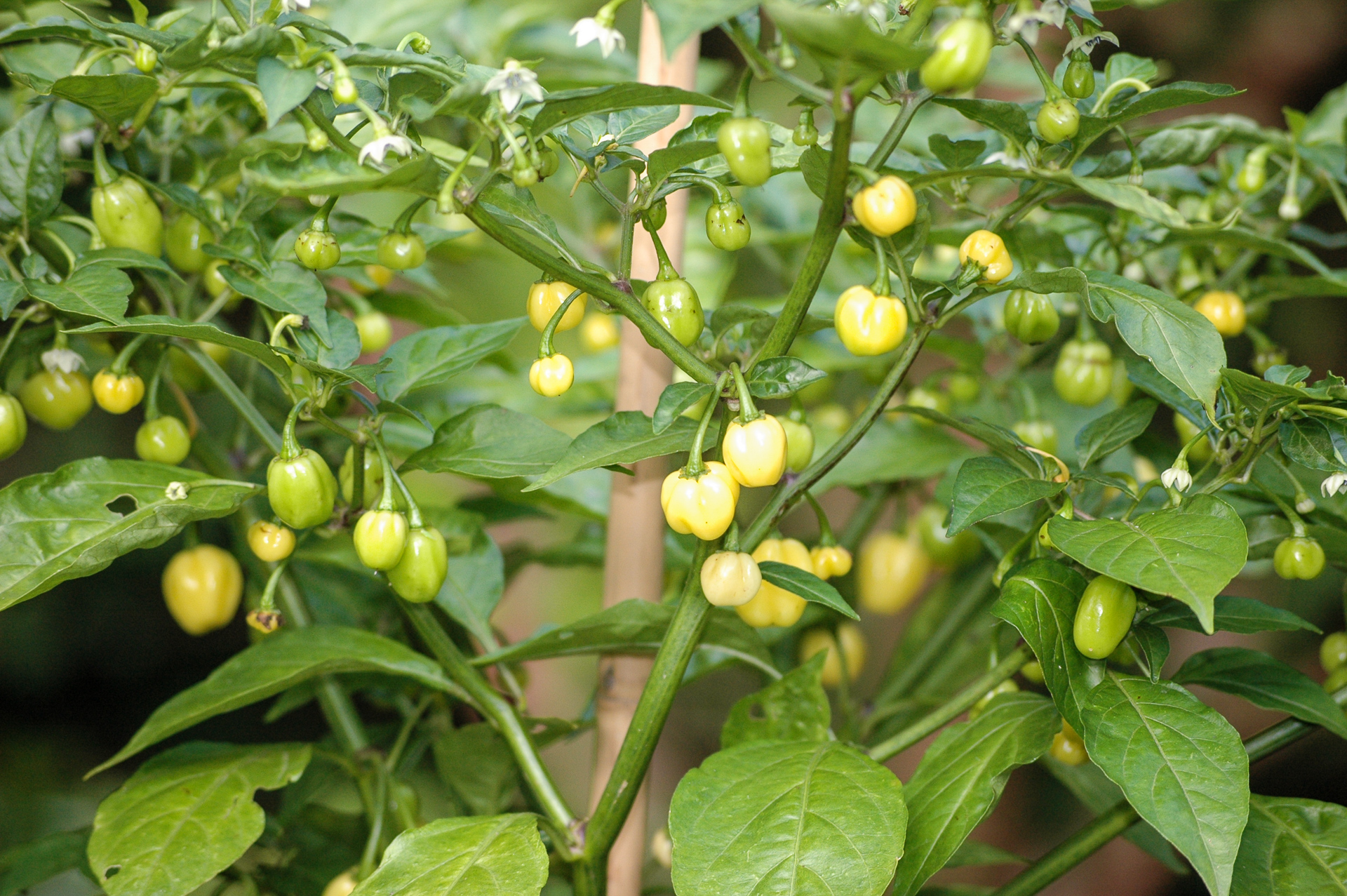 Pimenta malagueta - Capsicum frutescens - Chilisorte