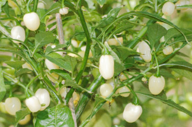 L 12 - Capsicum annuum - variedad de chile