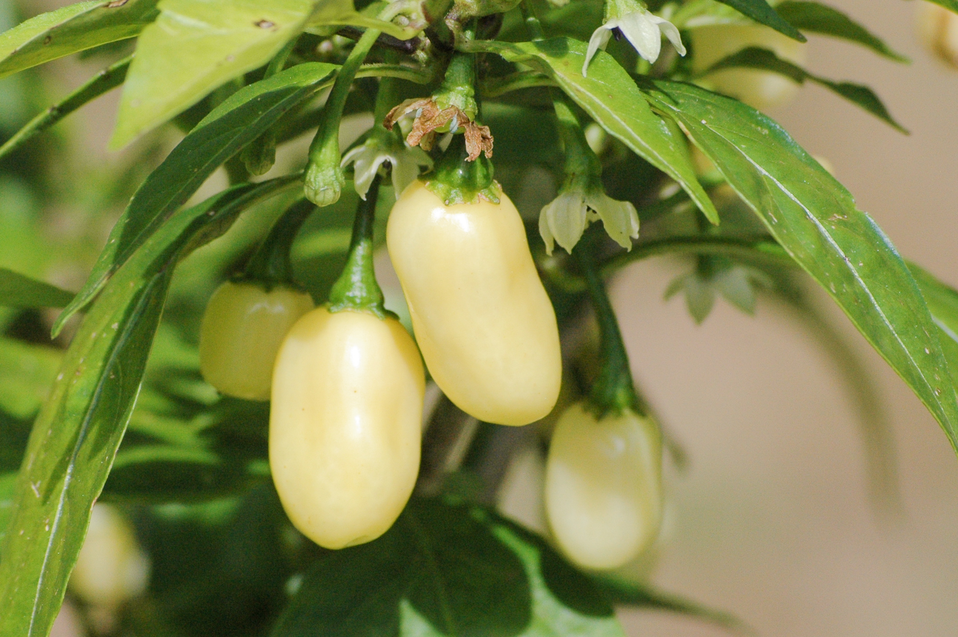 Pimentão Picante - Capsicum baccatum - Chilisorte