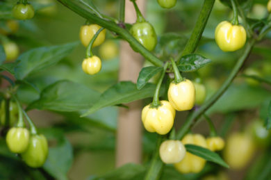 Ludhiana Long Selection - Capsicum annuum - variedad de chile