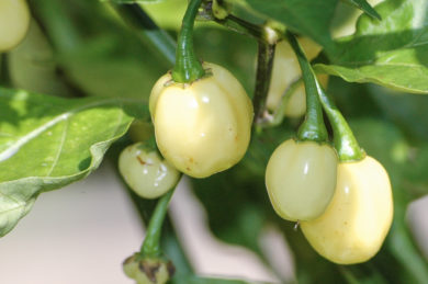 Galben de Bihor - Capsicum sp.