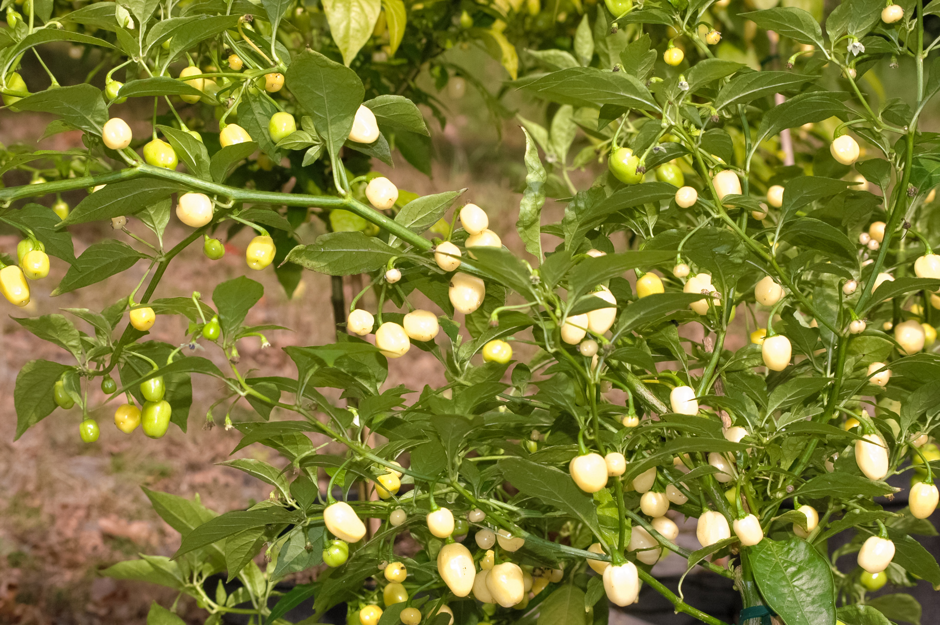 Chile Picante - Capsicum frutescens - Chilisorte