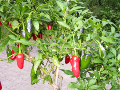Malayian Chili - Capsicum annuum - variedad de chile