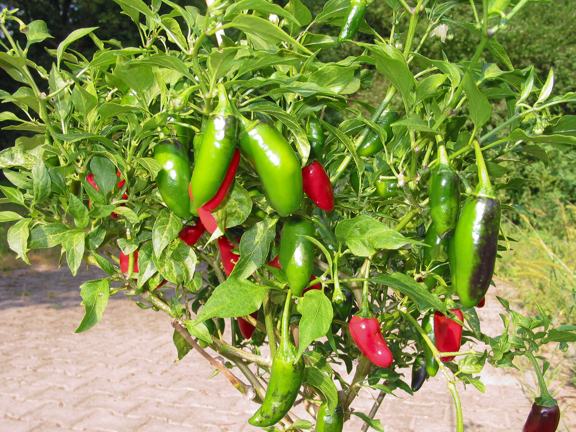 Tabasco pepper - Capsicum frutescens - Chilisorte