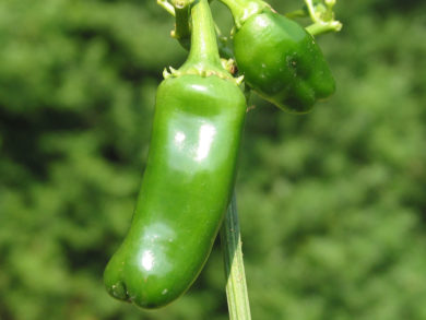 Novoselská Kapija - Capsicum annuum - variedad de chile
